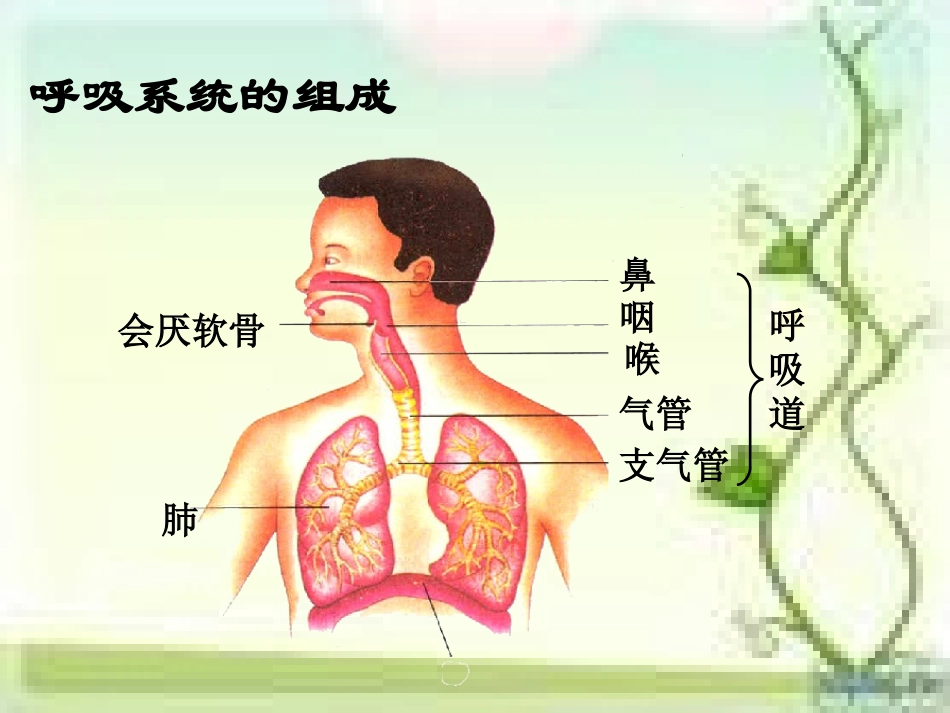 第三章第一节《呼吸道对空气的处理》_第2页
