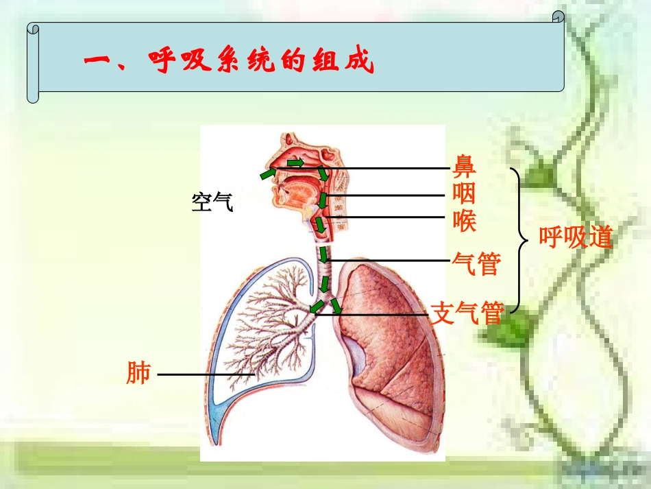 第三章第一节《呼吸道对空气的处理》_第3页