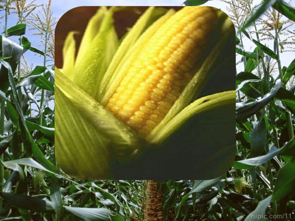 26最后的玉米_第2页