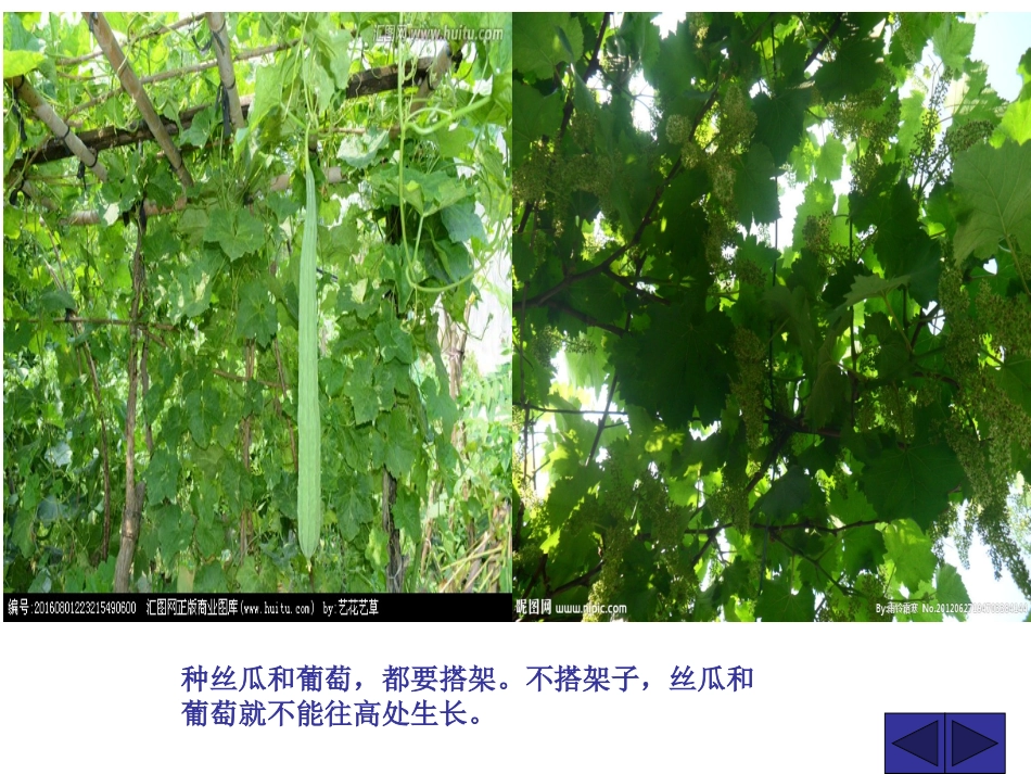 5爬山虎的脚(1)_第2页