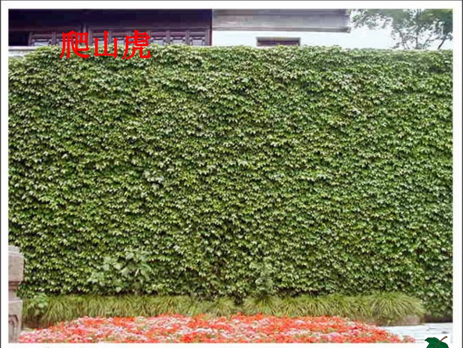 5爬山虎的脚(1)_第3页