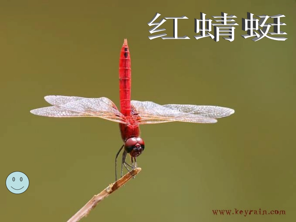 演示红蜻蜓1_第2页