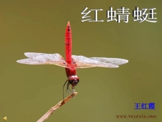 演示红蜻蜓1