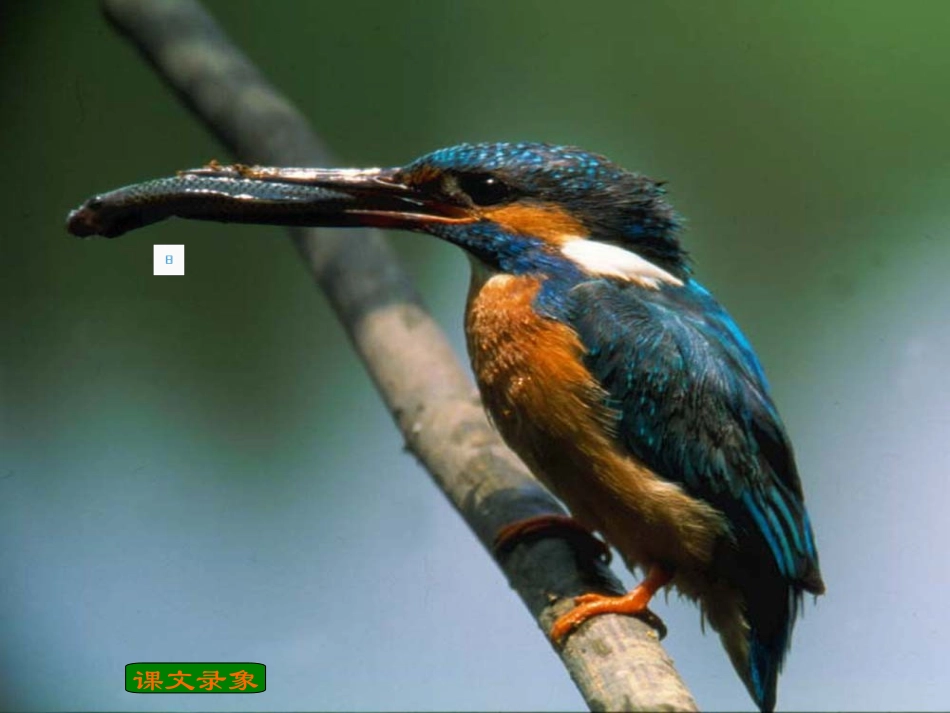 5翠鸟鄂伦春旗实验小学郭洪文_第2页