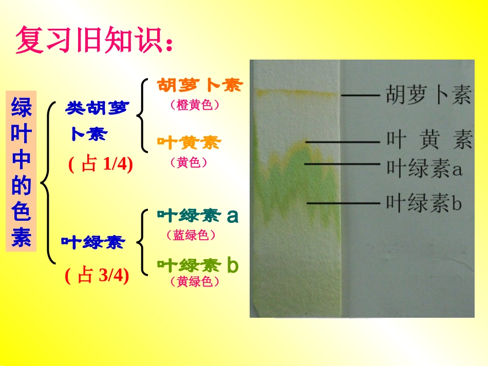 绿叶中的色素_第1页
