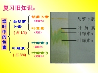 绿叶中的色素