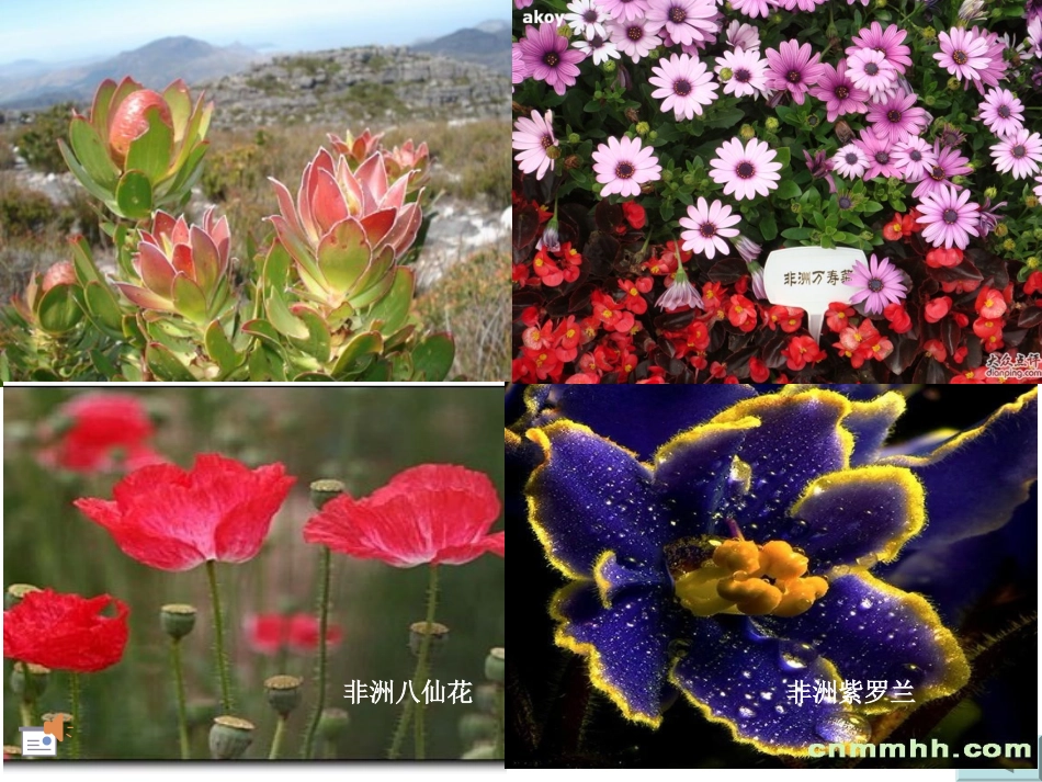 非洲风情动画_第1页