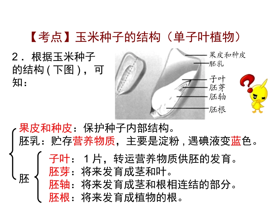 第四章种子的结构第五章开花和结果九年级复习课件人教版_第3页
