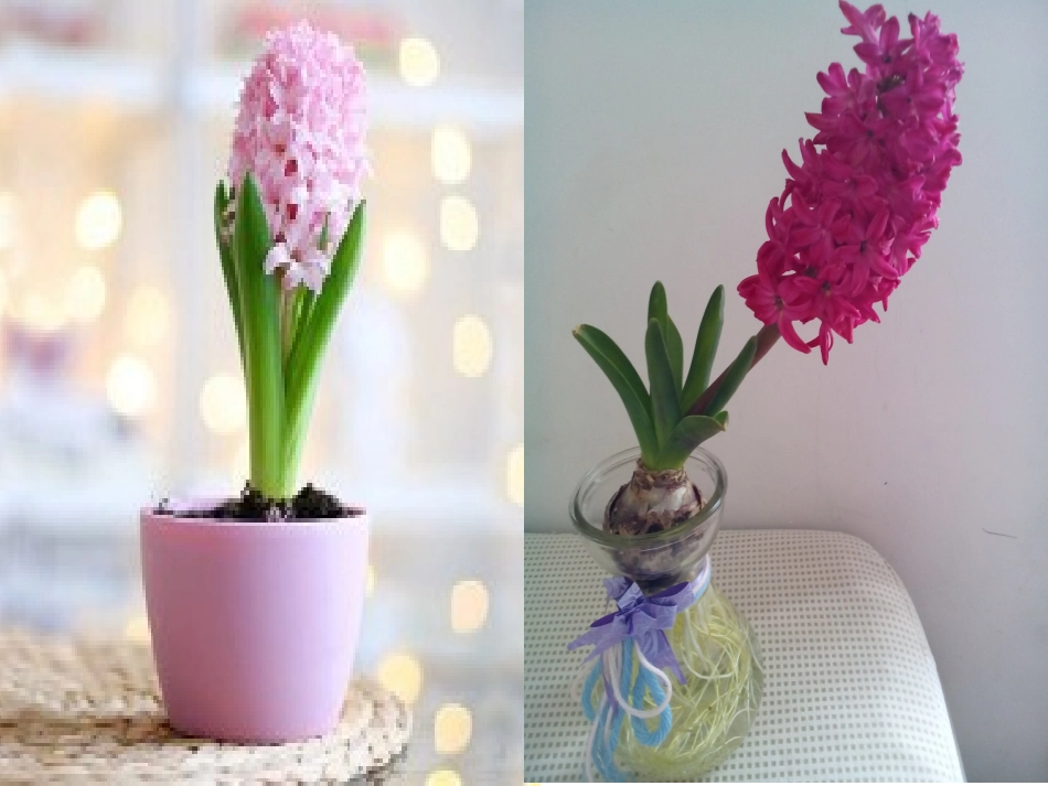 第一次养植物5_第2页