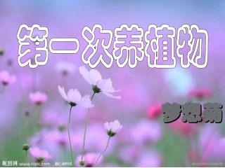 第一次养植物5