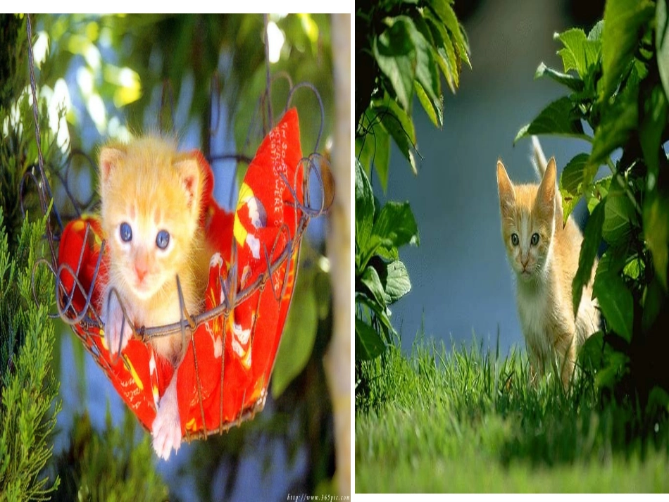 第15课《猫》PPT_第3页