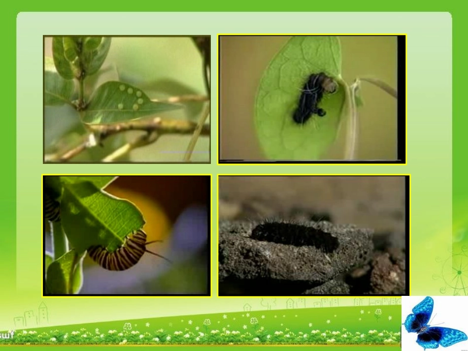 毛毛虫的梦想_第2页