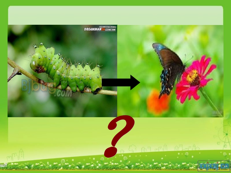 毛毛虫的梦想_第3页