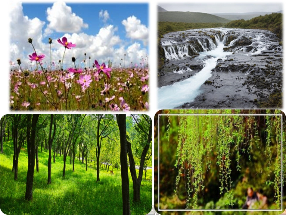 1柳树醒了2_第2页