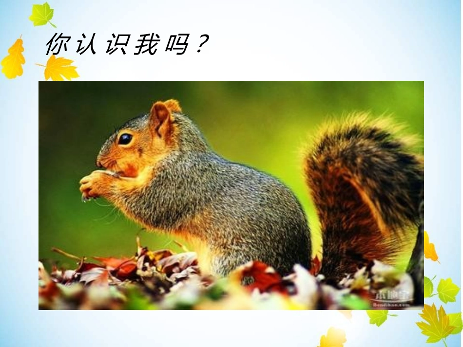 1人教版小学语文五年级上册10《松鼠》_第1页