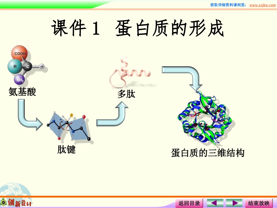 课件3蛋白质的形成_第2页