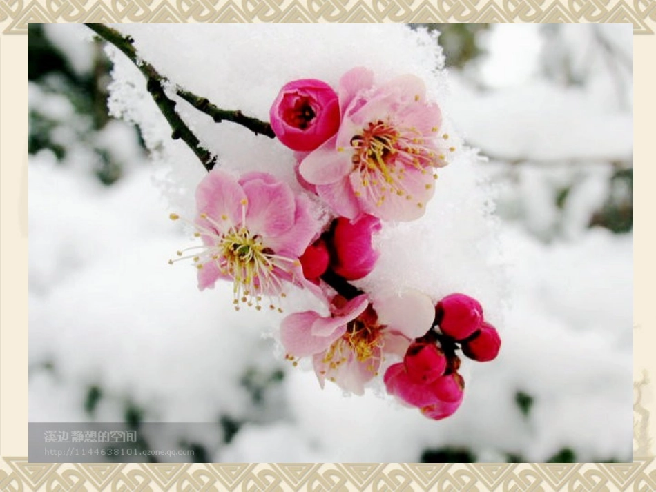 梅花魂（上课）_第2页