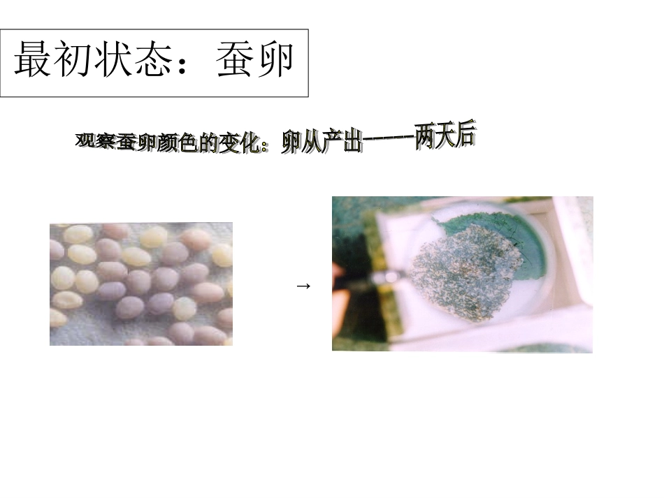 蚕的生长变化_第2页