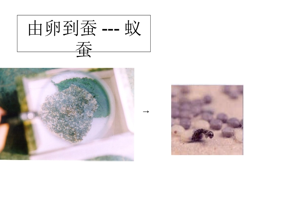 蚕的生长变化_第3页