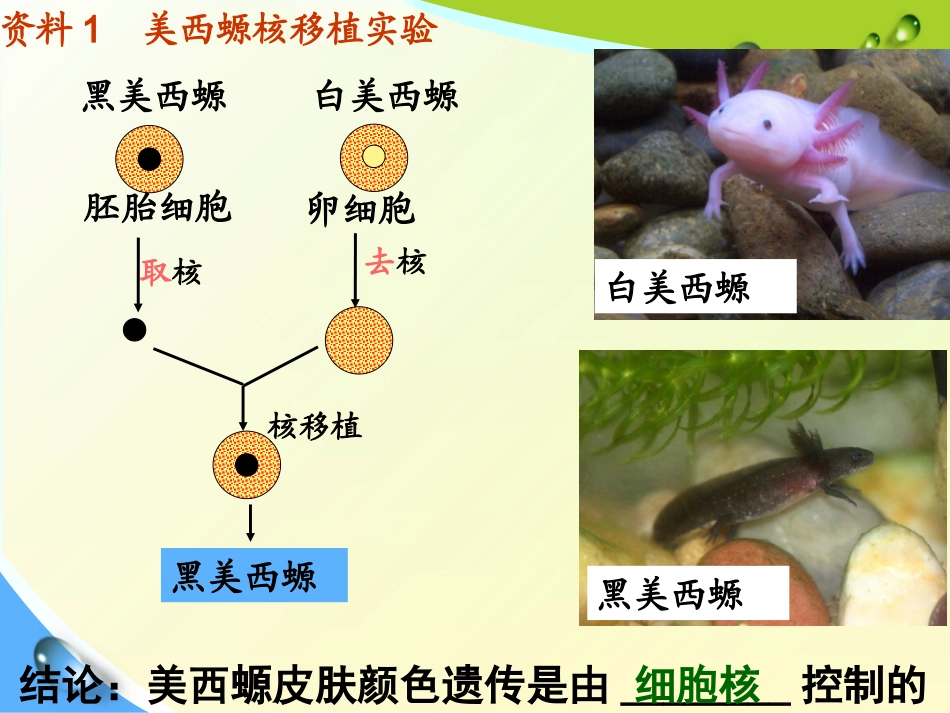 第三章第3节细胞核微课件_第2页