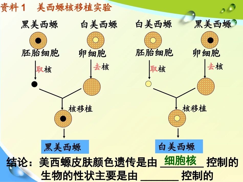 第三章第3节细胞核微课件_第3页