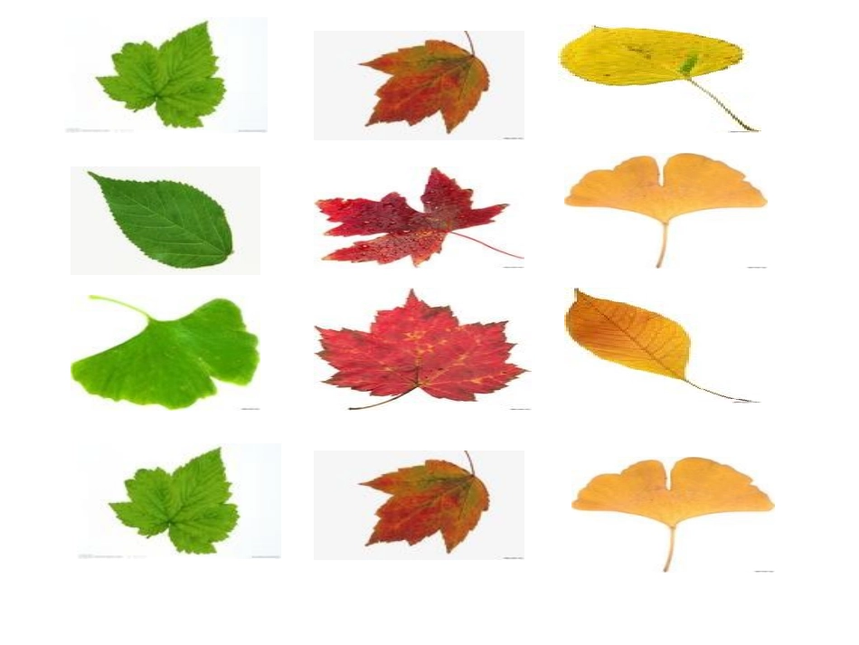 19蓝色的树叶课件_第2页