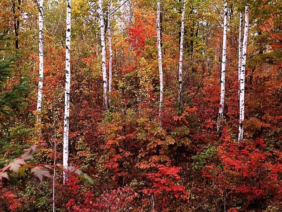 秋天的图画第一课时_第3页