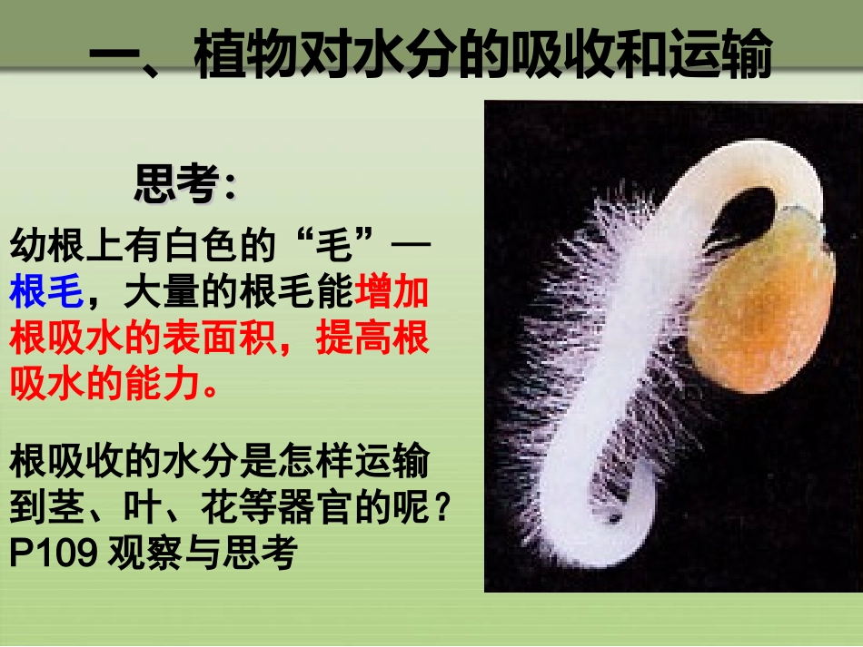 2012第三章__绿色植物与生物圈的水循环_第2页