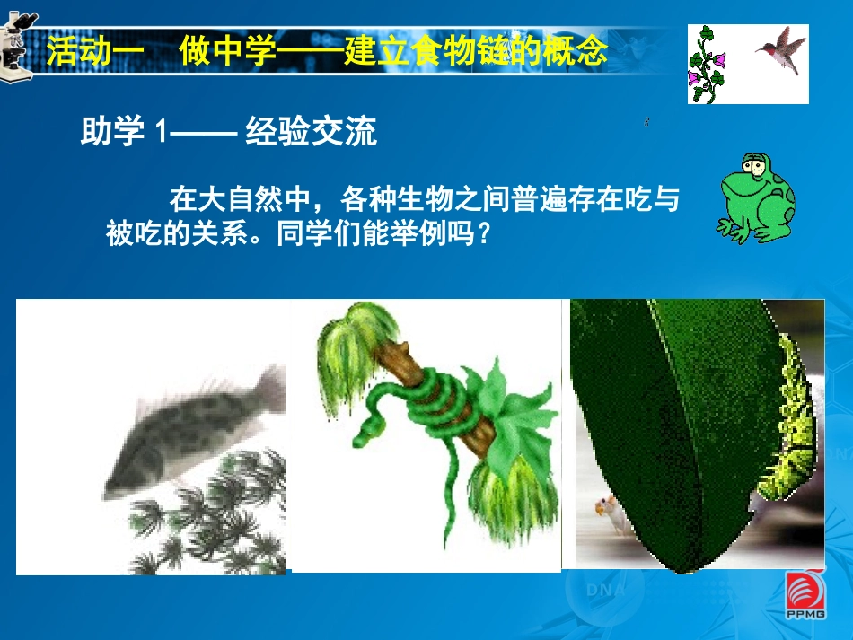 食物链-教学课件_第3页