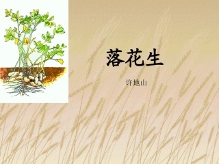 第四板块落花生 (2)