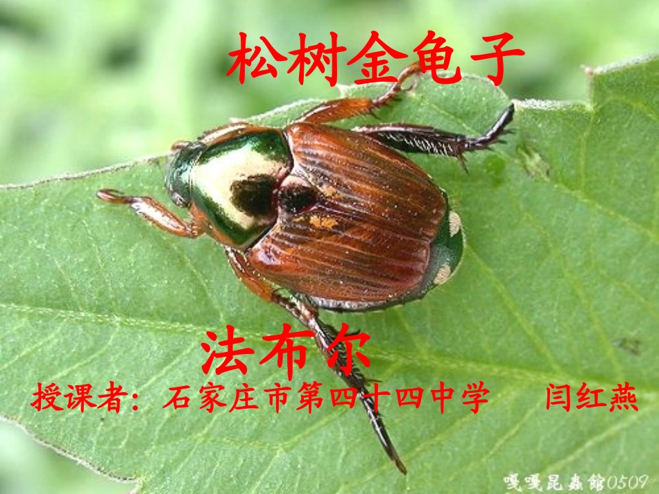 松树金龟子定稿_第1页
