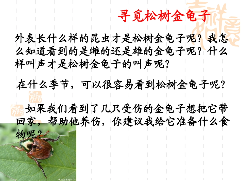 松树金龟子定稿_第2页