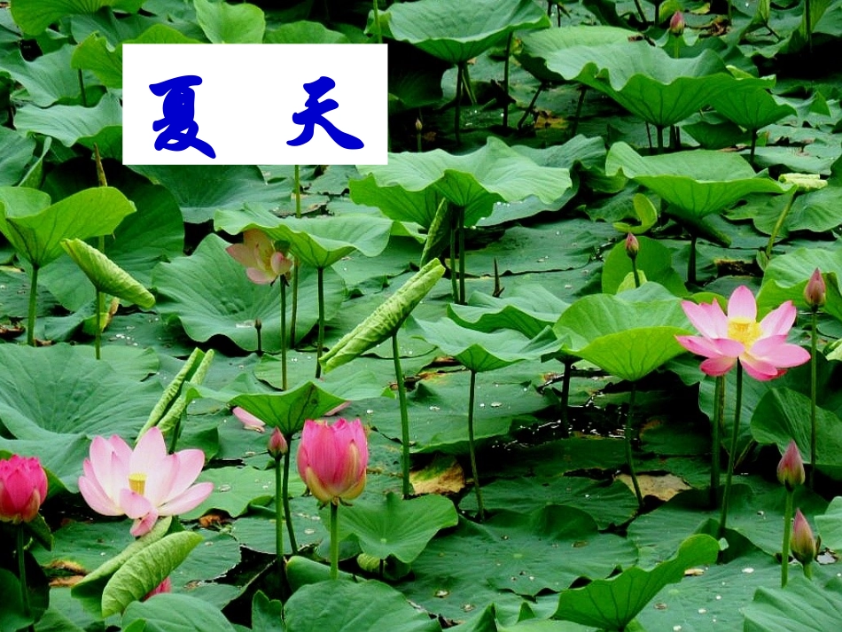 识字5第一课时_第3页