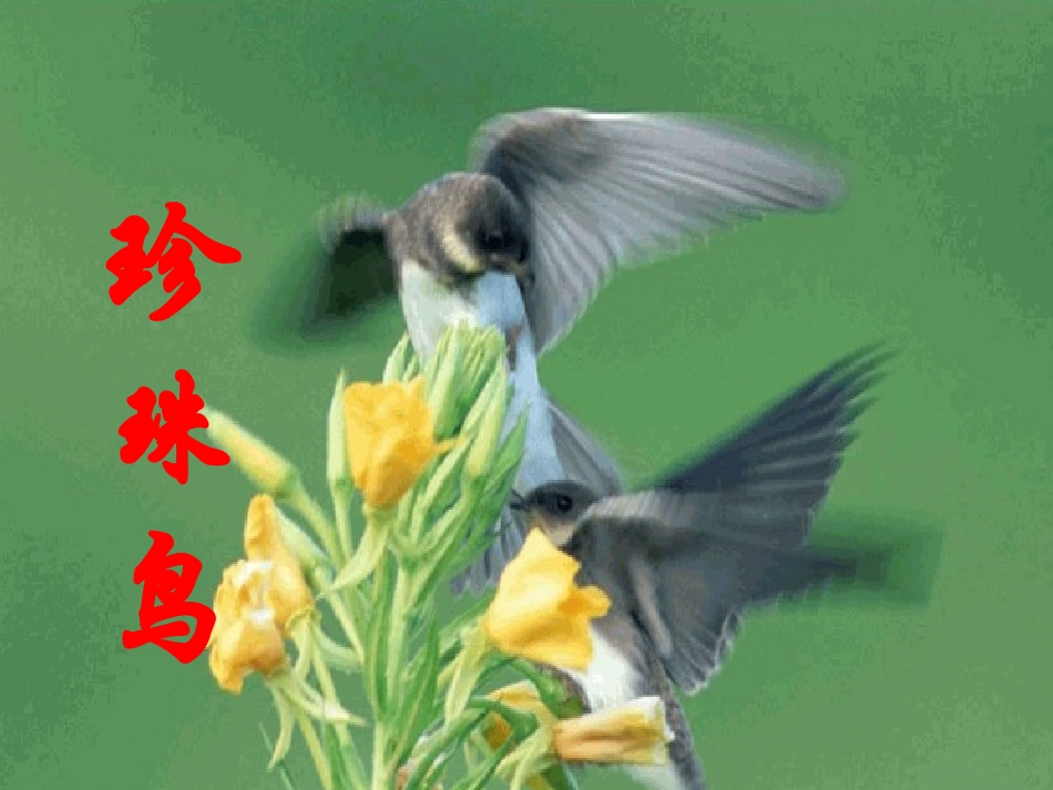 珍珠鸟 (2)_第1页