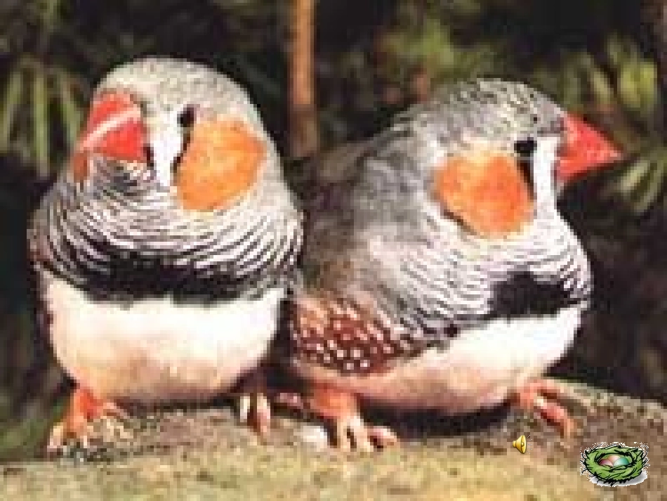 珍珠鸟 (2)_第3页