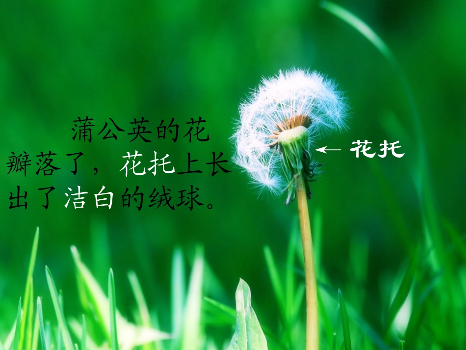 苏教版三年级上册语文蒲公英课件_第2页