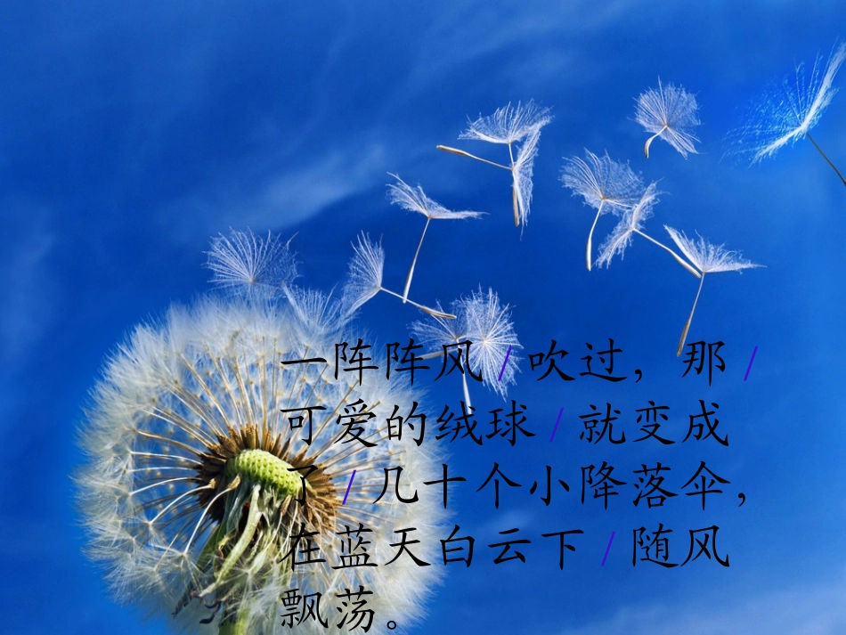 苏教版三年级上册语文蒲公英课件_第3页