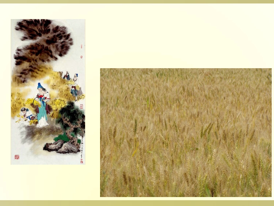 《观刈麦》课件2_第2页