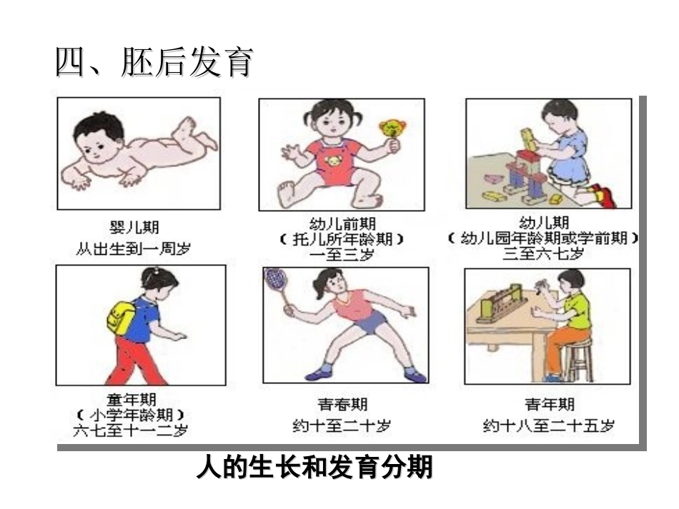 第二节---人体的生长发育(2014年7月2_第3页