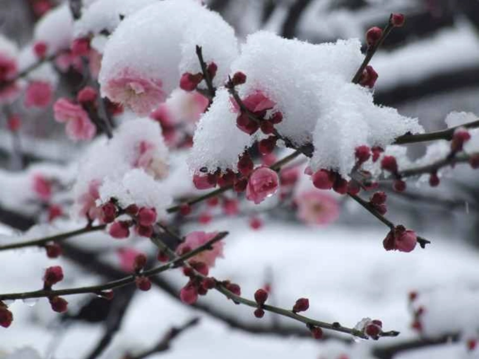 卜算子---咏梅_第2页