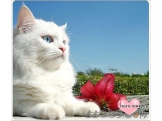 猫儿的眼中有些谁-PPT