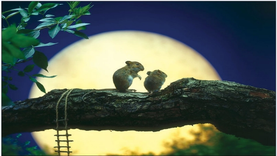 (部编)人教语文2011课标版一年级下册9-夜色-(4)_第3页