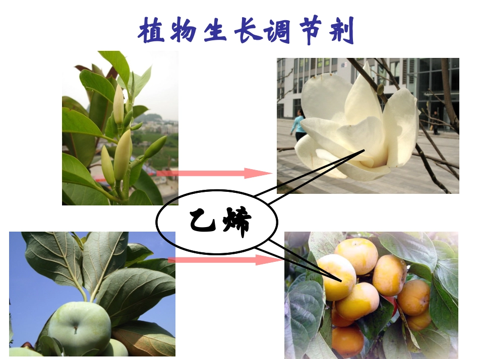 来自石油的乙烯-(wy20_第3页