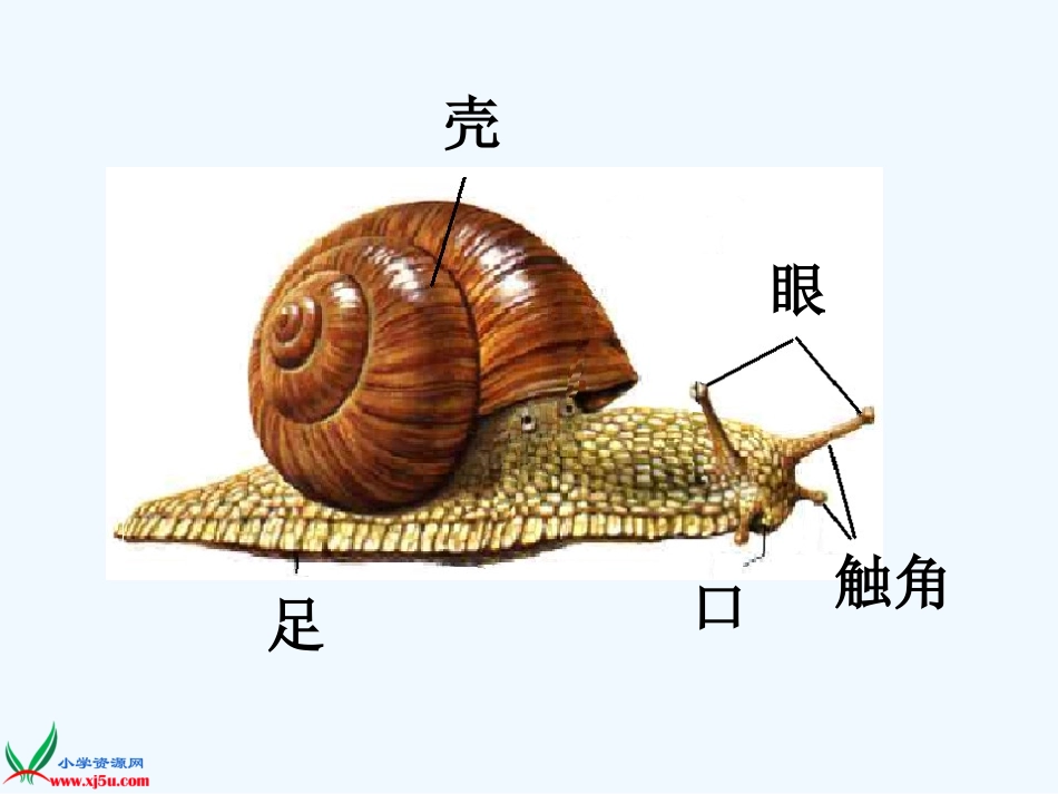 (部编)人教2011课标版一年级上册14、《小蜗牛》_第3页