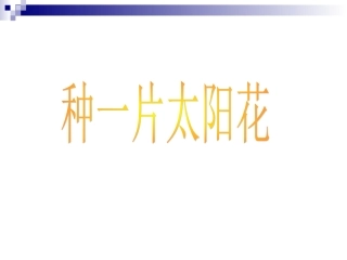 种一片太阳花2