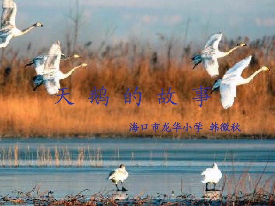 天鹅的故事5._第1页