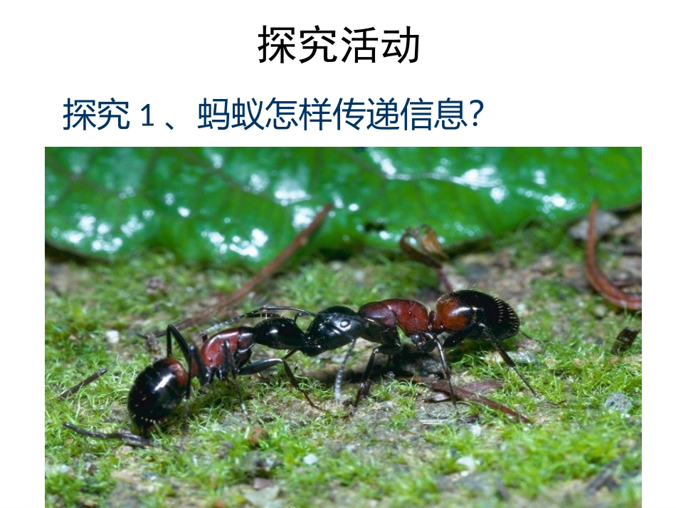 青岛版小学科学课件《生物是怎样传递信息的》_第3页