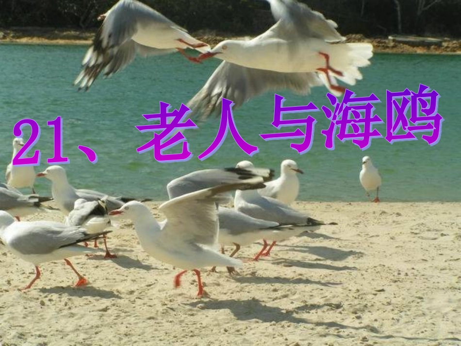 老人与海鸥-改_第1页