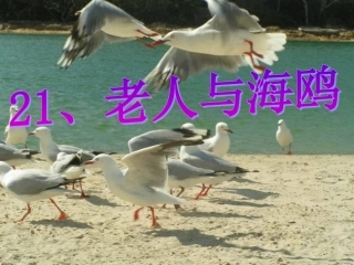 老人与海鸥-改