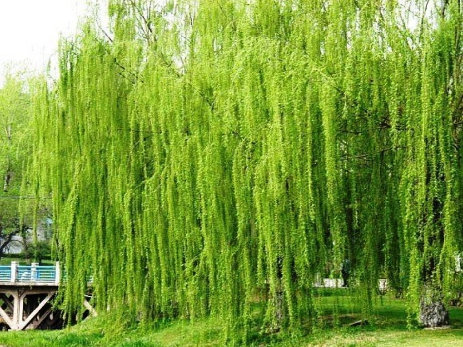 《左公柳》语文S版_第1页